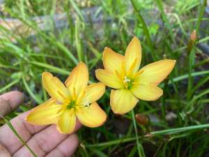 ท.หัวดอกบัวดิน BM018 หัวละ 20 บาท