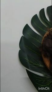 GRADE AA Kualitas Ekspor Ketapang Laut KING CHANNA Lumer hitam pekat untuk ikan Chana/Cupang 30 Gram