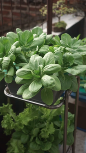 HIDROPONIK PAKET LENGKAP 27 LUBANG TERMASUK BIBIT SIAP TANAM COCOK UNTUK PEMULA LEBIH HEMAT