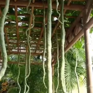 4เมล็ดเมล็ดพันบวบงูอนาคอนด้า เมล็ดพันธุ์ บวบงูขาว เมล็ดพันธุ์บวบงูเมล็ดพันธุ์ บวบงูยาวยักษ์ งอกง่าย โตไว ยาวเกือบ 1-2 เมตร ผลดก