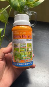 SẠCH BỌ TRĨ CHAI 250ML MUA 1 TẶNG 1 KÍCH MẦM MÁT CÂY CAM KẾT CHẤT LƯỢNG