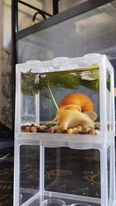 หอยเชอรี่สีทอง เลี้ยงสวยงาม พร้อมเลี้ยง (แถม! อุปกรณ์ ตู้ หิน น้ำ พร้อมคู่มือวิธีการเลี้ยง)