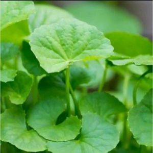 Daun Antana/ Pegagan Freshh