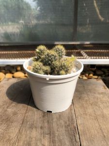 แคคตัสแมมมิลลาเรียนิ้วทอง (Mammillaria Elongata) แคคตัสดูดทรัพย์ มีแล้วเฮง จัดเป็นกระถาง 4"