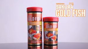 SAKURA GOLD FISH GROWTH&JELLY ENHANCE 50 g (อาหารปลาทองสูตร เร่งโต เร่งวุ้น)