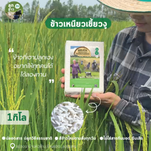 ข้าวเหนียวเขี้ยวงู ข้าวใหม่นาปี 2568 ข้าวปลอดสาร ปลูกด้วยวิธีธรรมชาติ จำนวน 1 กิโลกรัม