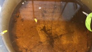 Jebakan nyamuk Perangkap nyamuk Sirenix Larva Trap