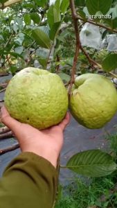 PROMO BELI 2 GRATIS 2 /JAMBU KERISTAL NON BIJI | BIBIT CANGKOK| Cepat Berbuah | Berbuah Di Dalam Pot