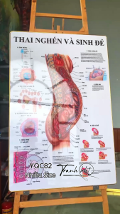 Tranh phụ khoa tranh phụ sản Tranh Y khoa cấu tạo quá trình hình thai nhi và sinh đẻ tráng gương treo tường YQC82