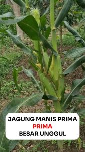 Benih Jagung Manis PRIMA 125 Seed Original Permata Hijau Besar Unggul