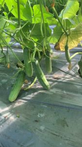 gói 10gr Hạt giống dưa leo lai F1 ATC 189 siêu trái kháng bệnh