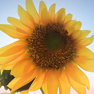 เมล็ดทานตะวันเมล็ดดอกทานตะวันเมล็ดดอกไม้ดอกระเบียงระเบียง ที่ระเบียงสี่ฤดูใบไม้ผลิกินอี - เมล็ดทานตะวันดูดอกทานตะวัน