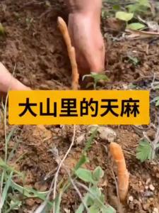 【1301人收藏】云南小草坝乌天麻种子种植活苗新鲜野外昭通纯天然天麻籽地栽盆栽