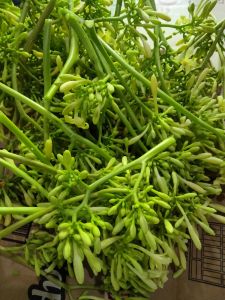 jual bunga pepaya gantung 1 kg segar dipetik pasmau dikrim