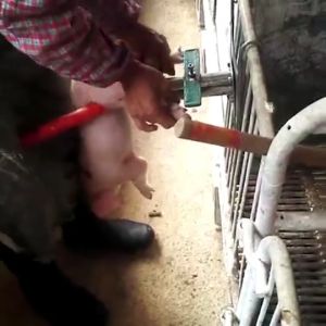 Stainless Castration Frame Pig Castrator Stainless Steel Piglet Castrator hang type piglet tools piglet tool set piglet