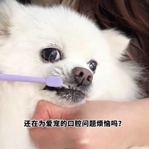 [SG Stock] Pet Toothbrush Toothpaste Set / Dog Finger Toothbrush - Cat Dog Dental Care Kit Teeth Cleaning Oral Hygiene Brush for Puppy Kitten