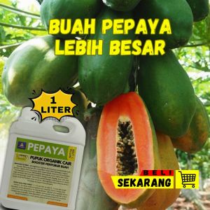 Pupuk Pepaya Cepat Berbuah / Booster Pepaya Berbuah Lebat / Pupuk Cair Terbaik Penyubur Pohon Pepaya