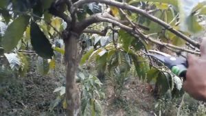 COD KNIFEZER Gunting Taman Ranting Pruning Shear Scissors 1025 / gunting okulasi grafting sambung tanaman sambung batang cangkok / gunting grafting okulasi / gunting tanaman pemotong ranting serbaguna / gunting bonsai Cangkok