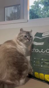 1 ลัง 5 ถุง 50ลิตร Chawa ทรายแมวเต้าหู้และผักตบชวา Organic ขนาด 50 ลิตร