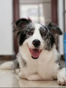 xương sạch răng YAHO xanh dành cho chó -T3 PETS SHOP