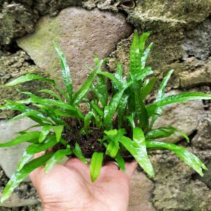 Kadaka Mini "Java Fern" Tanaman Aquascape Media Lempeng Pakis