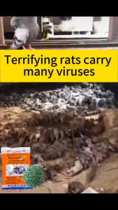 BUY 1 FREE 2 Racun tikus 🐀No rats for 100 years🐀 ubat tikus Rat Repellent Racun tikus paling kuat Rat poison killer Ubat tikus paling kuat Rat poison 老鼠药