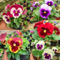 Tanaman Hias Bunga Viola & Pansy Edible Flower Varian Warna. 