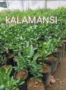 Calamansi Kalamansi Grafted seedlings