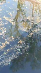 แว่นยิงปลา เลนส์อีเกิลอายส์ ทรงสปอร์ตแท้ เลนส์มองสว่างเห็นตัว ปลาใต้น้ำชัด นิยมยิงปลา