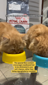 400g 2kg Royal Canin Hairball Care Dry Food Pet Adult Cat Cats Dry Food Hairball Management