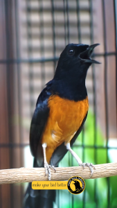 Vogelvitaminen COMPLEET vitamin burung paling komplit untuk lomba dan harian