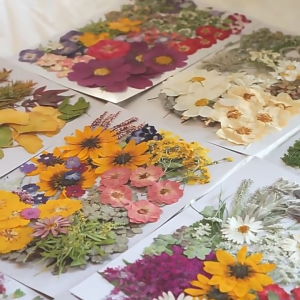 【SG】100PCS Dried Pressed Flowers Resin Molds Real Dried Flower Leaves Jewelry Making Dry Flowers for Scrapbooking Crafts