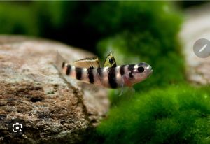 Dwarf Tiger Goby/Ornamental fish/Freshwater/Readystock