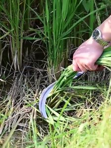 【Garden Essential】60cm Long-Handle Agricultural Weeding Tool for Effortless Gardening