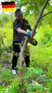 【รับประกัน 5 ปี】เครื่องตัดหญ้าไฟฟ้าไร้สาย แถมแบต2ก้อน มอเตอร์ไร้แปรงถ่าน ใบมีดโลหะผสมใหญ่ขึ้น ใช้งานยาวนานพิเศษ เบาพับเก็บได้ เครื่องตัดหญ้าไร้สาย เครื่องตัดหญ้าแบต เครื่องตัดหญ้าไฟ้าไรเสาย เครื่องตัดหญ้าแบบพกพา เครื่องตัดหญ้าขนาดเล็ก Lawn mower