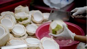 ต้นมะพร้าวน้ำหอม ต้นเตี้ย 2-3 ปีที่ 1 ติดผล ติดผลดี เนื้อหนาน้ำหอมหวาน ปลูกง่าย โตเร็วทนแล้ง ต้นพร้อมปลูก