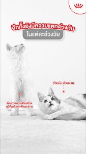 หมดอายุ 11/26 Royal canin KITTEN 4 KG อาหารสำหรับลูกแมว อายุ 4-12 เดือนทุกสายพันธุ์