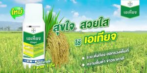 เอเทียจ ยกลัง(500 มล.x6 ขวด)นาติโว สูตรน้ำ (1 ขวด ฉีดได้ 8 ไร่)กำจัดเชื้อรา เมล็ดด่าง ใบไหม้แผลใหญ่