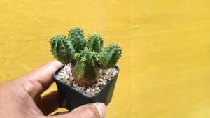 ต้นยูโฟร์เบีย ซูโดโกลโบซา Euphorbia pseudoglobosa Marloth (ชุดเครื่องสำอาง)