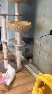 Mainan kucing Cat Teaser Feather Stick Cat Toy Cat Teasing Toy Cat feather toy Cat interactive cat toy sucker Toy Replaceable feathers 逗猫棒猫玩具