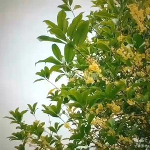 Bunga Osmanthus Kering Kualitas Premium 50gr