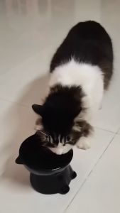 Cute Q ceramic pet bowl elevated cat bowl tempat makan kucing mangkuk kucing 猫碗 貓碗陶瓷