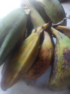 jual pisang batu tua siap matang 1. kilo
