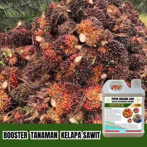 Pupuk Kelapa Sawit Booster Pelebat Buah Agar Cepat Tumbuh Besar Poc 1 Liter Jagotani Yogyakarta