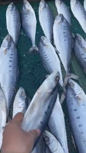 Khô Cá Bè Trang Con TO BỰ Vị Mặn Ngon Thơm Chiên Cơm Mặn Chưng Thịt Ngon- VỰA KHÔ NÀNG TIÊN