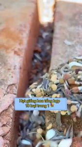 Hạt giống hoa tổng hợp ( 21 loại hoa) - Hoa nở quanh năm chịu nhiệt tốt-gói 1000 hạt