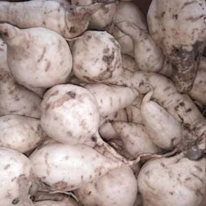 PAKET 1000 Bibit Ubi Cilembu Madu Jalar Rambat Umbi Ketela Manis Siap Tanam Panjang 20-25cm