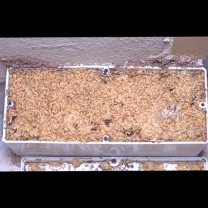 ชุดเหยื่อกำจัดปลวก Exo termite bait รุ่น 1 กิโลกรัม ชุดโปร A ยาพิษปลวก ยาปลวก ยาพิษปลวก ราคา - Lazada