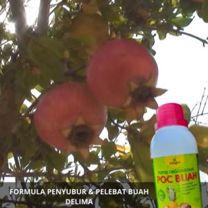Pupuk Penyubur Buah Delima / Pupuk Delima Booster Obat Anti Rontok Pembesar Pelebat Buah Delima Cair