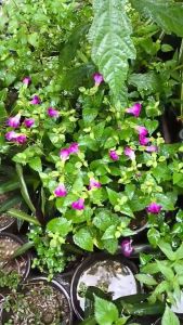 A Comprehensive Guide to Flowers & Ornamental Seeds